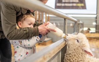 Lambing events: Safety needs to be the priority