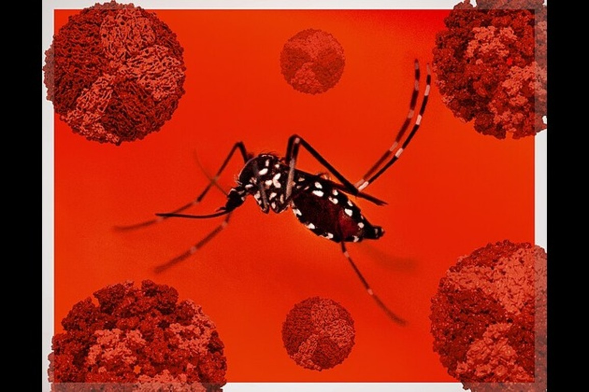 WHO raises alarm over fast-spreading chikungunya virus
