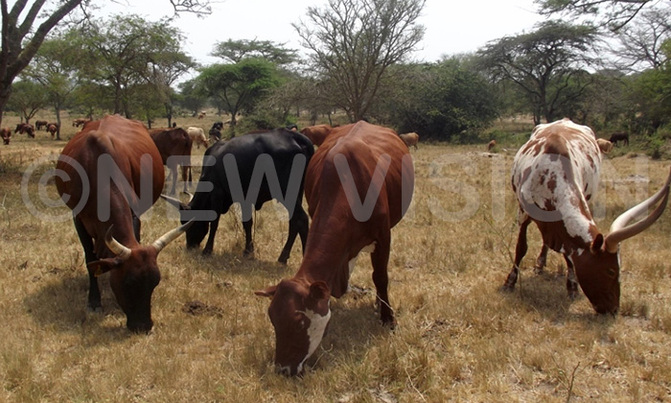 Lyantonde struggles to control animal diseases Lyantonde struggles to control animal diseases