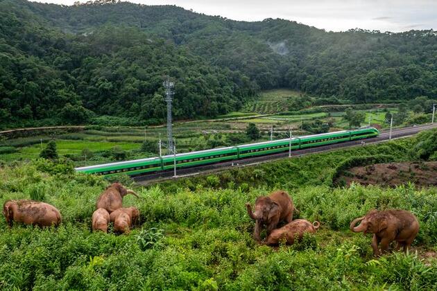 Conservation efforts deliver greater harmony between people, elephants in SW China