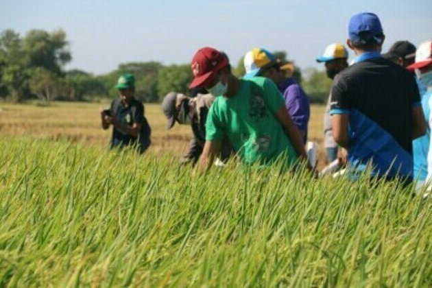 Roque vows to uplift plight of rice farmers
