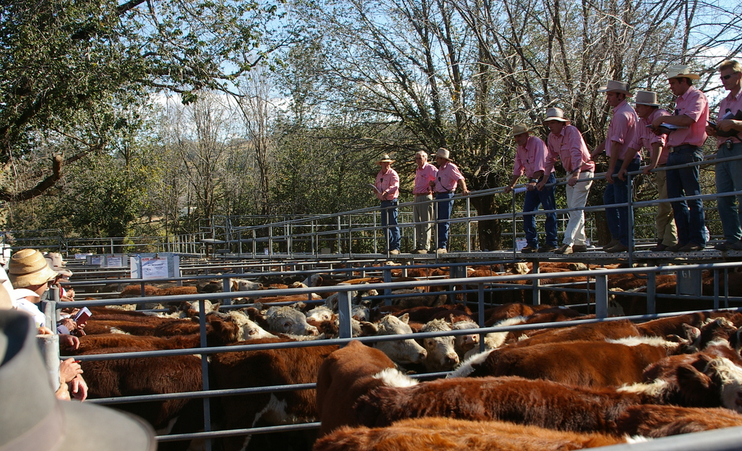 A red meat delegation from WA heads to the UK with the hope of unlocking trade opportunities for beef and sheep. Photo: Pamela Lawson.