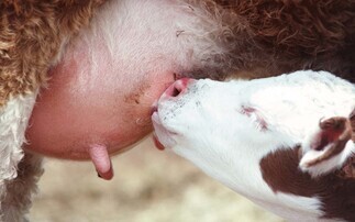 First 24 hours are crucial at calving   