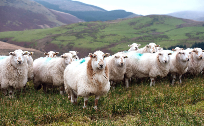 Welsh Sheep Genetics applications open July 1