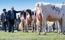 Balmoral Show: Holstein reigns supreme in dairy rings  
