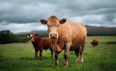 Royal Highland Show: Red meat sector calls on retailers to back Scotch over low welfare imports