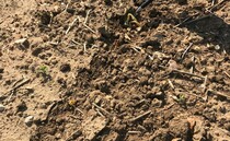 Growers warned high temperatures could leave soil 'in tatters'