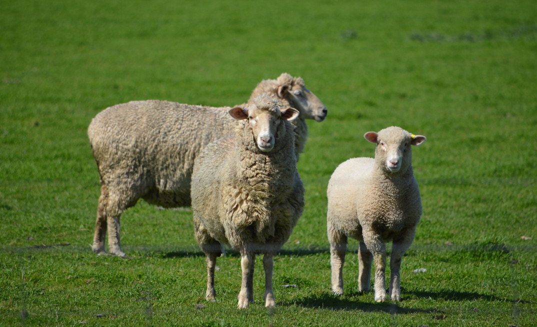 MLA reports Australian sheep producers have remained cautious this year, despite improved market strength and stability.