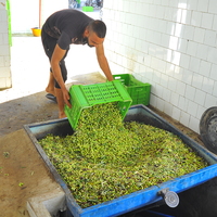 TUNISIA-TEBOURBA-OLIVE OIL WORKSHOP