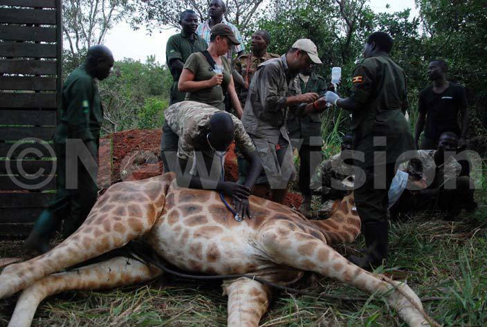  edical staff of ganda ildlife uthority ganda ildlife ducation entre and iraffe onservation oundation helping to save the life of a wounded giraffe during their translocation exercise from the orthern part of urchison alls ational ark to the outhern part of the ile hoto by bou isige