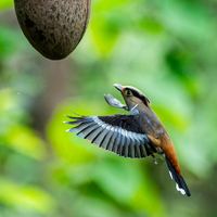 (EcoChina) CHINA-YUNNAN-XISHUANGBANNA-NATIONAL NATURE RESERVE (CN)