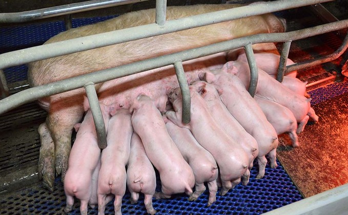 Honing farrowing approach to maximise large litter potential