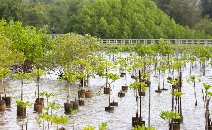 Replanting mangroves forest for sustainable and restoring ocean habitat in coastal area of Thailand | Credit: iStock