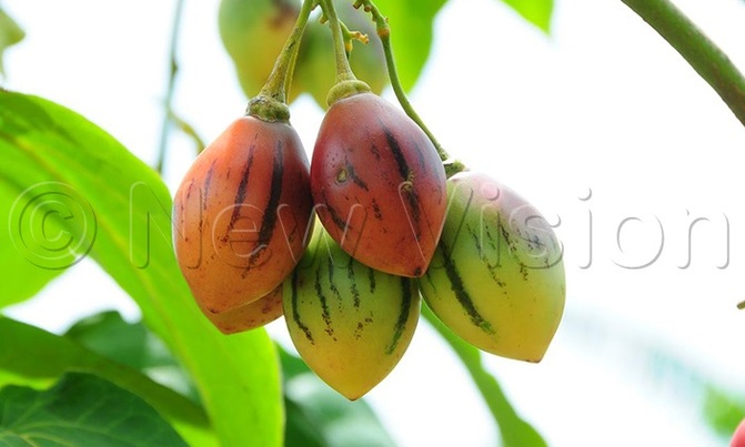 Treat constipation using tamarillo tomatoes Treat constipation using tamarillo tomatoes