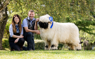 New record at Valais Blacknose Beauties sale