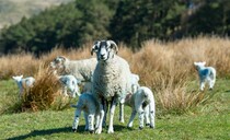 Dog attacks leave two lambs dead as farmer endures repeated livestock worrying incidents