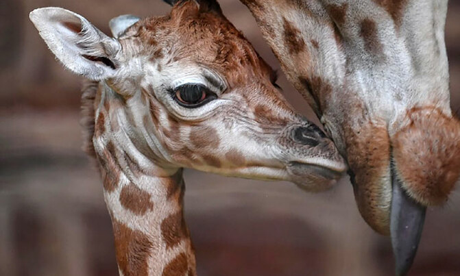 Calf of rare giraffe species born in UK zoo Calf of rare giraffe species born in UK zoo