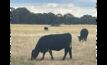  Mecardo said confidence in the cattle market is high, following large amounts of rain on the east coast and the strong start to the new year building from the price rallies late last year. Photo: Mark Saunders. 