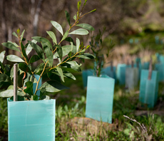 Study: Reforestation '10 times more cost effective' for climate than previously thought