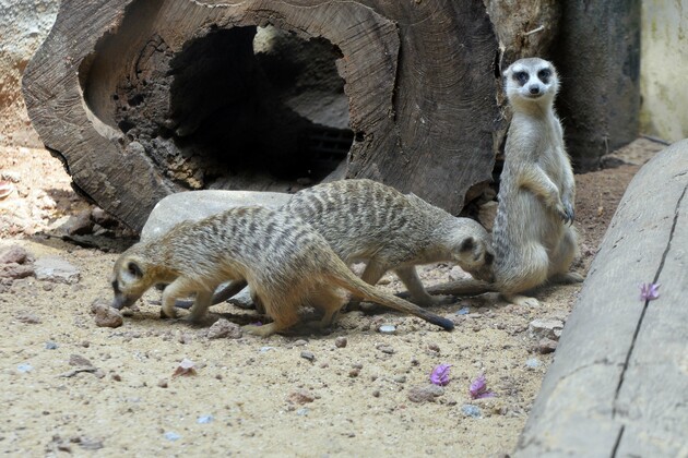 SRI LANKA-COLOMBO-MEERKAT-PUBLIC DISPLAY