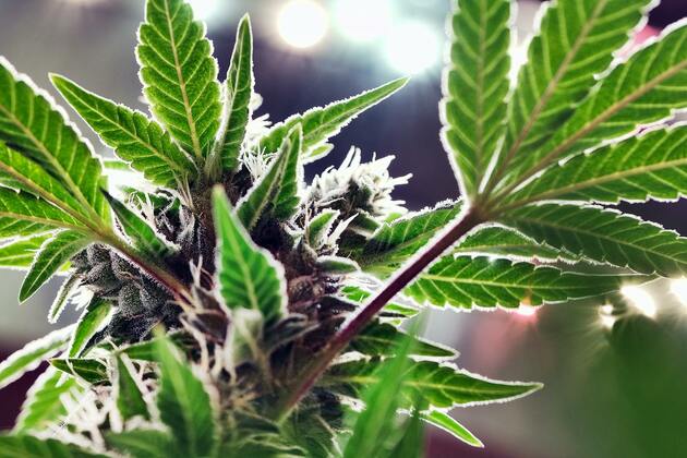 Opinion- Dont forget about medical cannabis patients
