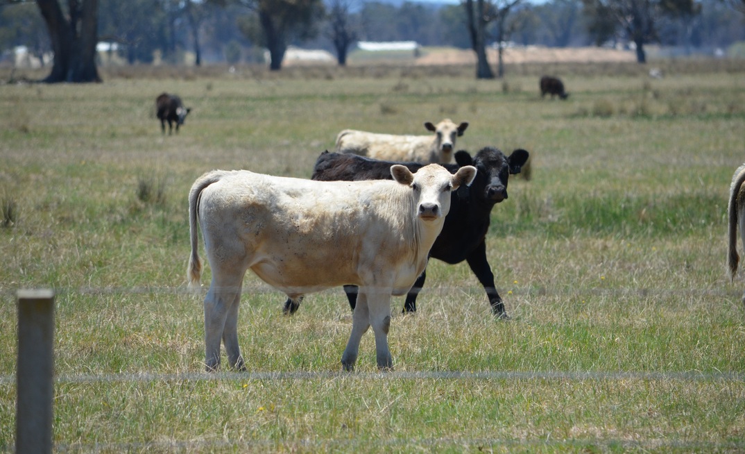 Australia enjoyed a record year in 2024 for red meat exports.