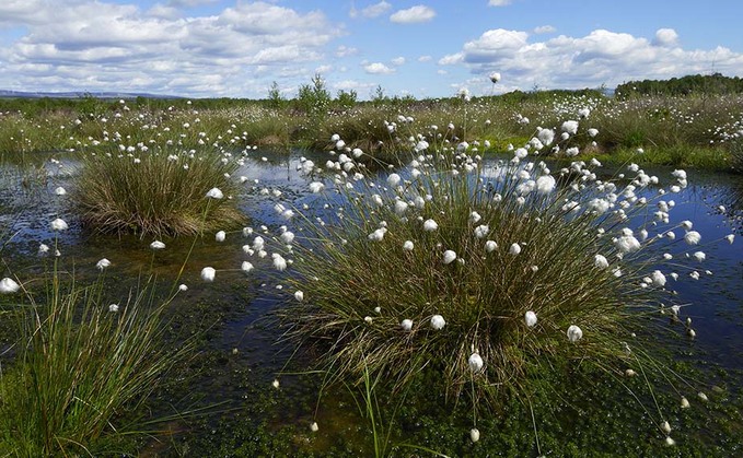 Ambitious plans to restore 20,000ha of peatlands