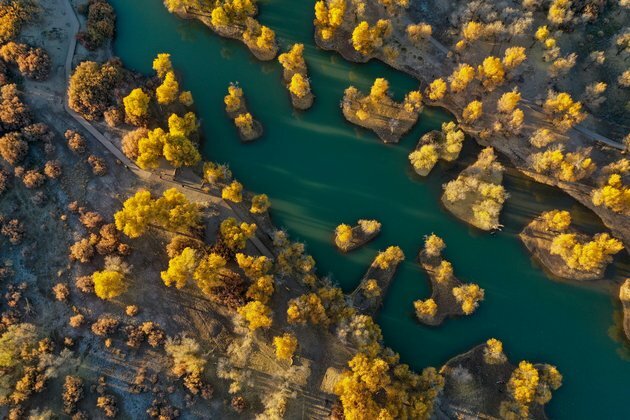 Autumn of desert poplar forest in north China