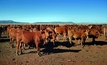 Beef exports up despite tough year