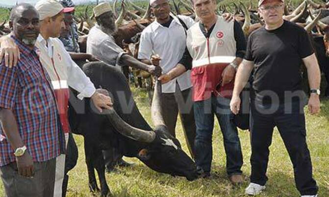 Muslims get over 10,000 cows for Eid Muslims get over 10,000 cows for Eid