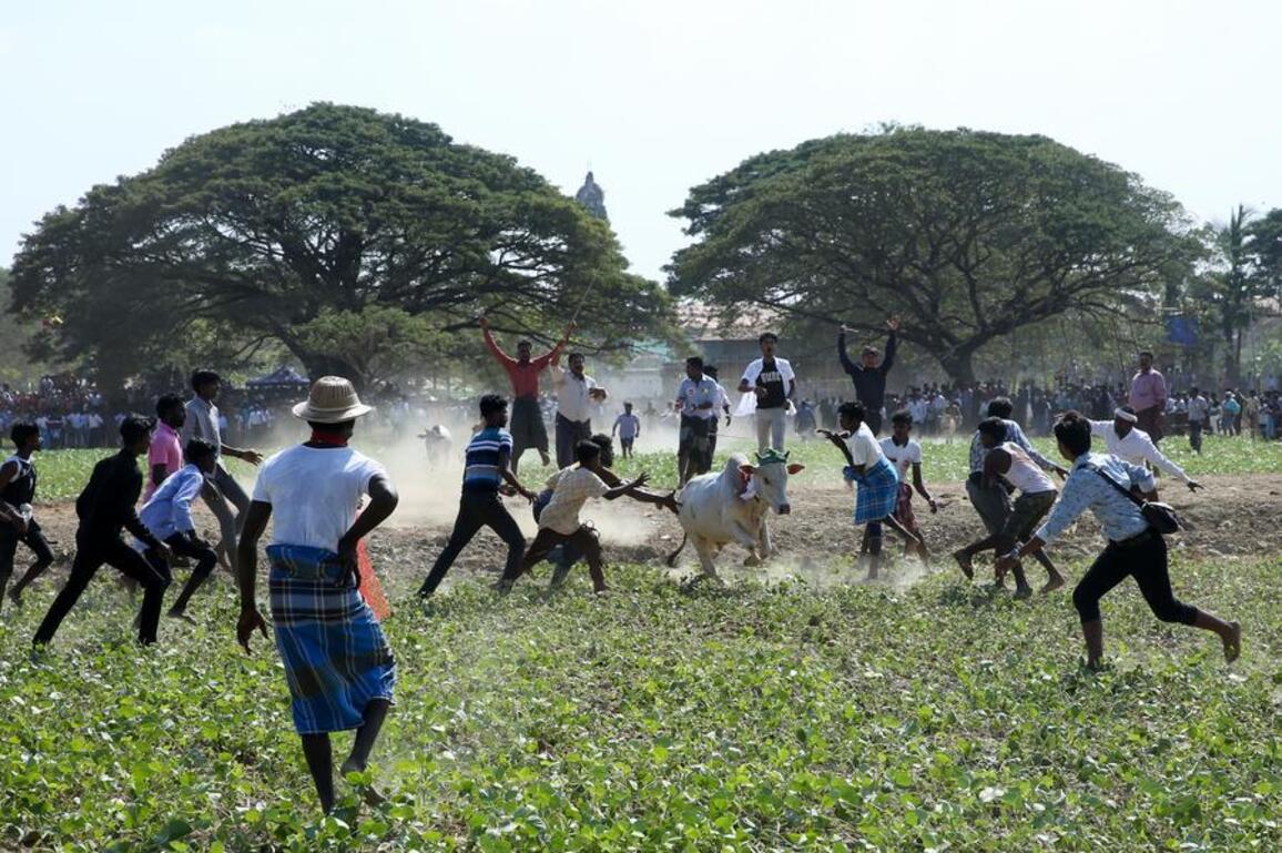 Asia Album: Traditional bull-taming festival held in Myanmar