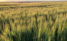  China has removed anti-dumping duties on Australian barley.