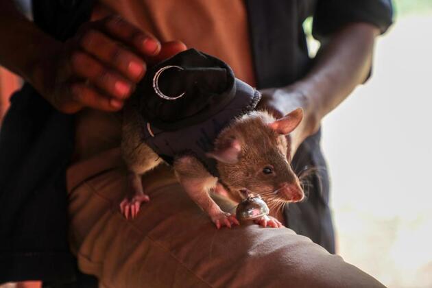 (Hello Africa) How Tanzania's scent-savvy giant rats grow into unexpected lifesavers