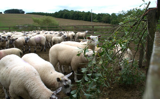 How feeding sheep willow impacts health and performance