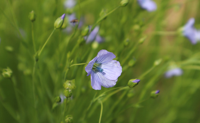A regeneratively produced flax raises income boost for Scottish farmers