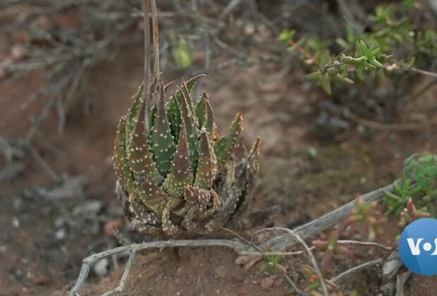 Poachers Pluck South Africa&#039;s &#039;Succulent&#039; Plants for Chinese Market