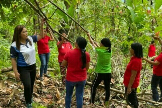 Former 'kaingineros' rejuvenate cacao trees as new market emerges