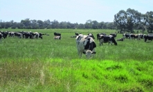 Forage planning is more than growing a crop