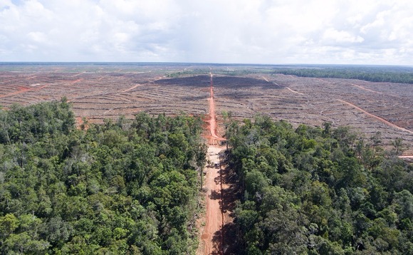 Deforestation in Indonesia driven by demand for palm oil