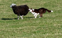 'Ignorant' dog owners keep livestock worrying costs high for farmers