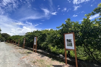 Village builds up mangrove "coastal guardians" amid national conservation efforts