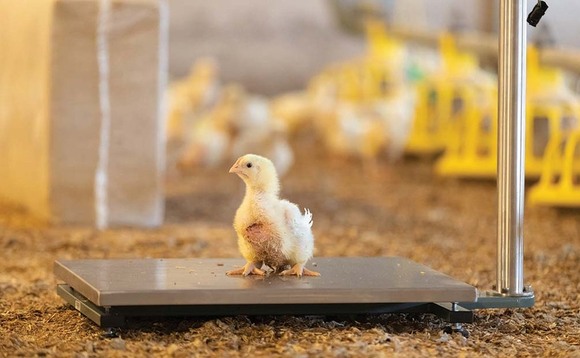 What can remote monitoring offer the poultry industry