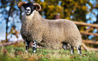 Lanark Blackface rams sell to £65,000 twice