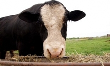 Aussie beef producers warned to 'stay cautious'