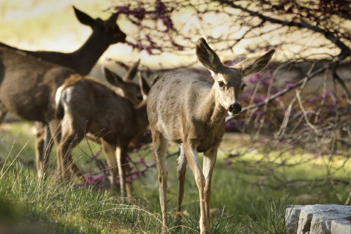 Turns out the 'most dangerous animal' in Yosemite National Park doesn't even have claws