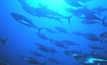 Pelagic fish one of world's most sustainable protein sources