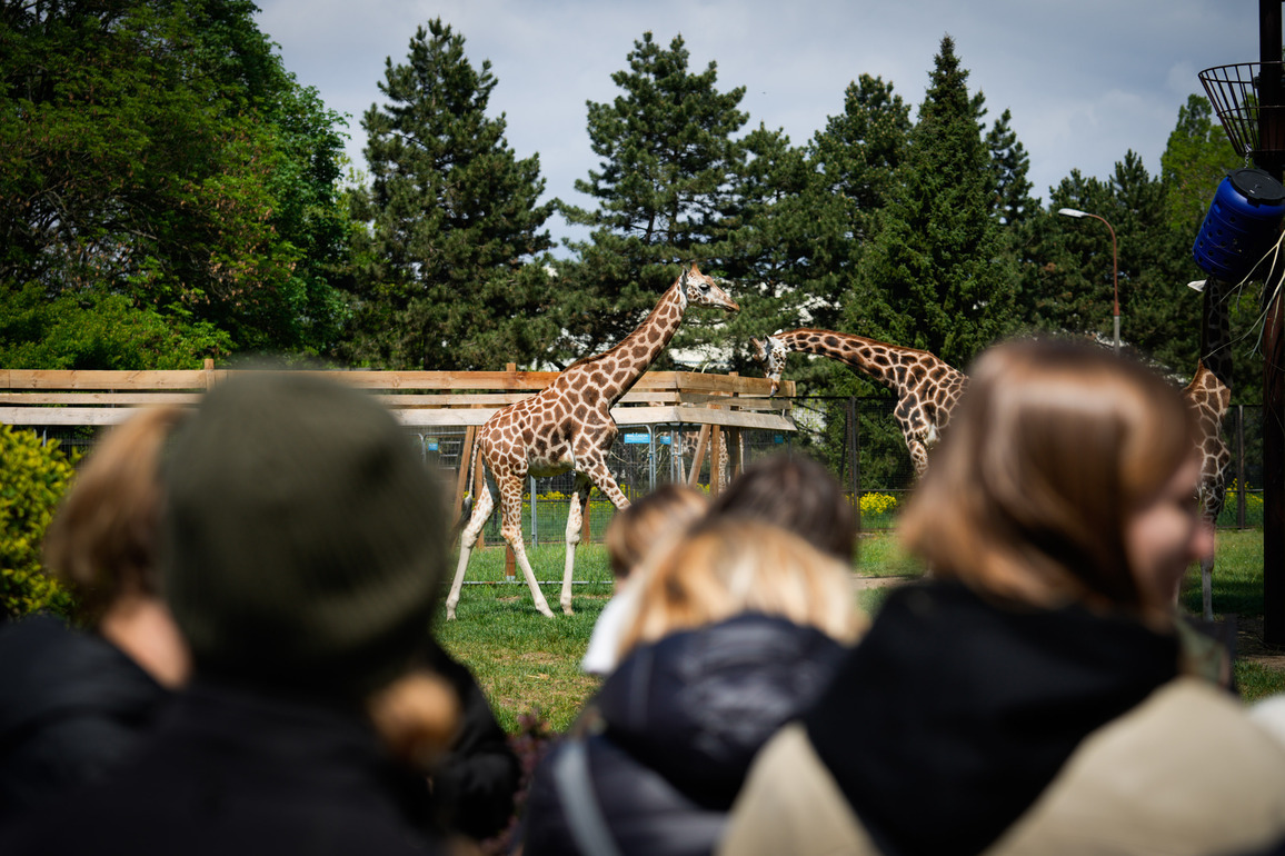 POLAND-WARSAW-WARSAW ZOO-YOUNG GIRAFFE-RELOCATION-FAREWELL