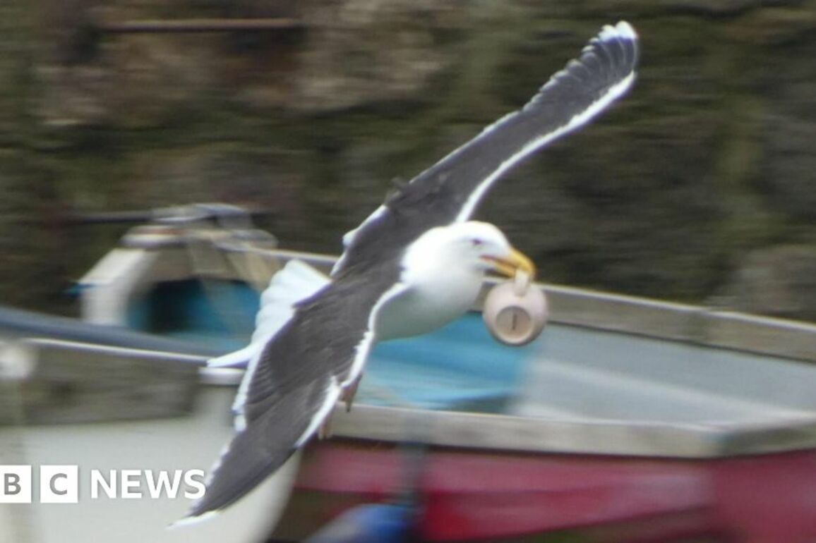 Cornwall seagull sips man's coffee before stealing his mug
