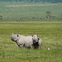 TANZANIA-NGORONGORO CONSERVATION AREA-WILDLIFE