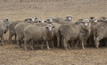 Strong lamb prices and export demand for Australian sheep producers